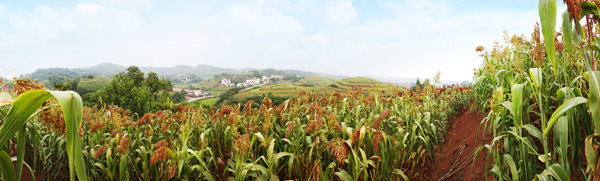 瀘州糯紅高粱入選“中國著名農產品區域公用品牌”